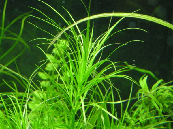 ブリクサSp　インド　30本_1