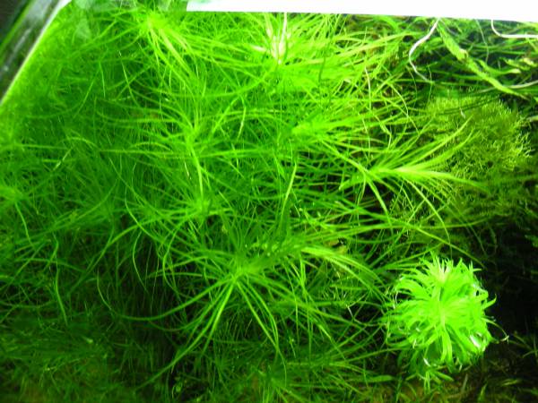 ブリクサSp　インド　30本_2