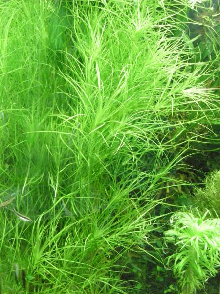 ブリクサSp　インド　30本_3