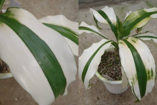 ｋｎ ドラセナ フラグランス ホワイト ドリーム ドラセナ 売買されたオークション情報 Yahooの商品情報をアーカイブ公開 オークファン Aucfan Com