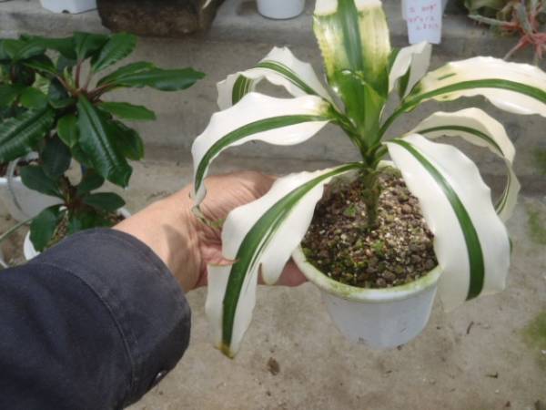 ｋｎ ドラセナ フラグランス ホワイト ドリーム ドラセナ 売買されたオークション情報 Yahooの商品情報をアーカイブ公開 オークファン Aucfan Com