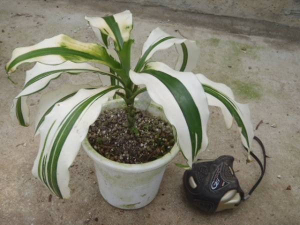 ｋｎ ドラセナ フラグランス ホワイト ドリーム ドラセナ 売買されたオークション情報 Yahooの商品情報をアーカイブ公開 オークファン Aucfan Com