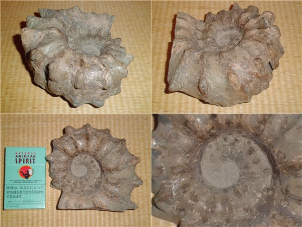 希少 【北海道天塩中川産】 アンモナイト化石(化石)｜売買された