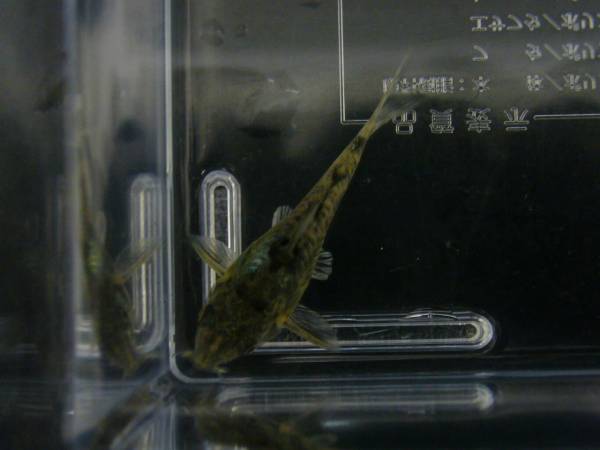 ロイヤル コリドラスパレアタス 青コリ 2cm5匹 No 1111 コリドラス 売買されたオークション情報 Yahooの商品情報をアーカイブ公開 オークファン Aucfan Com