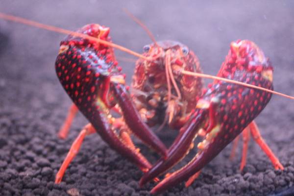 ★アメリカザリガニBIG★_1