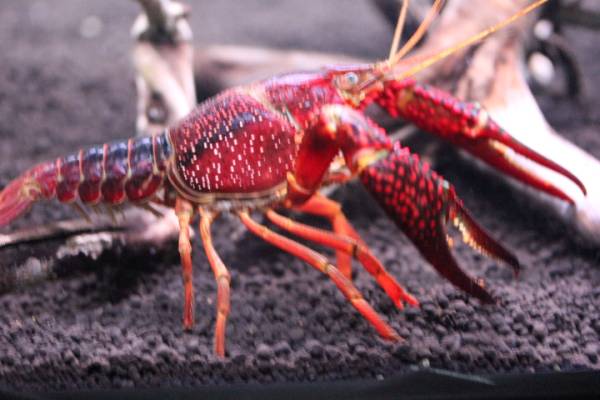 ★アメリカザリガニBIG★_2