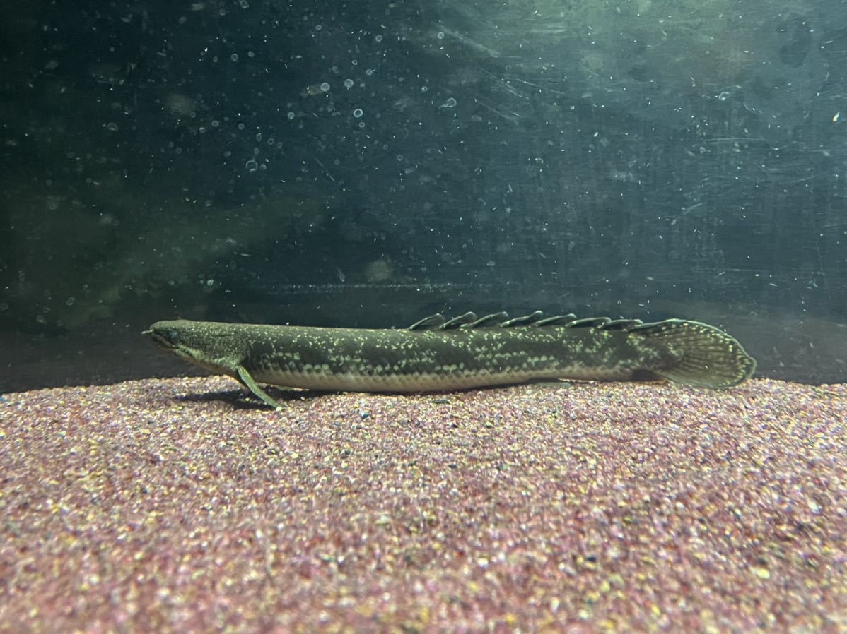 ポリプテルス　デルヘッジ、エンドリケリー、不明各種_1