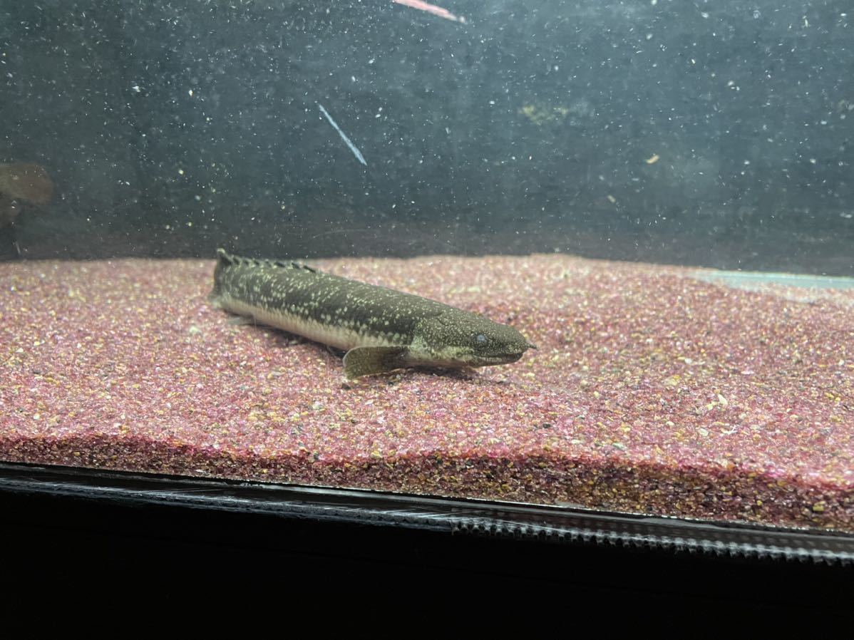 ポリプテルス　デルヘッジ、エンドリケリー、不明各種_10