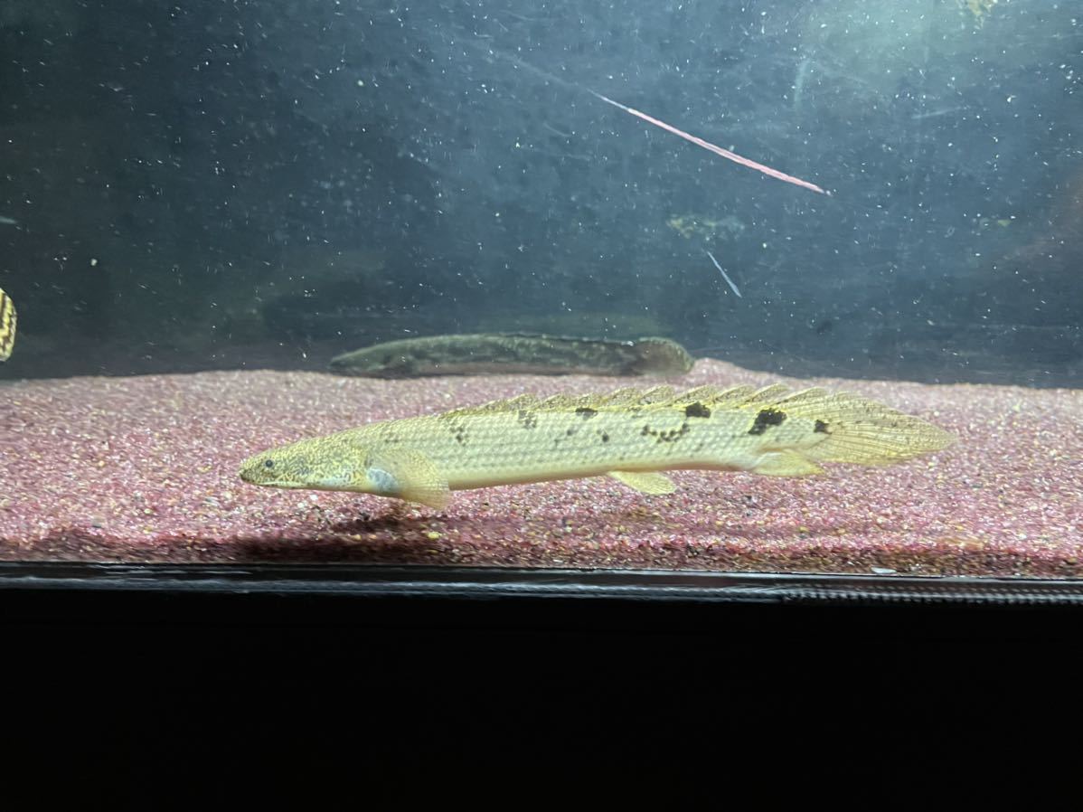 ポリプテルス　デルヘッジ、エンドリケリー、不明各種_2