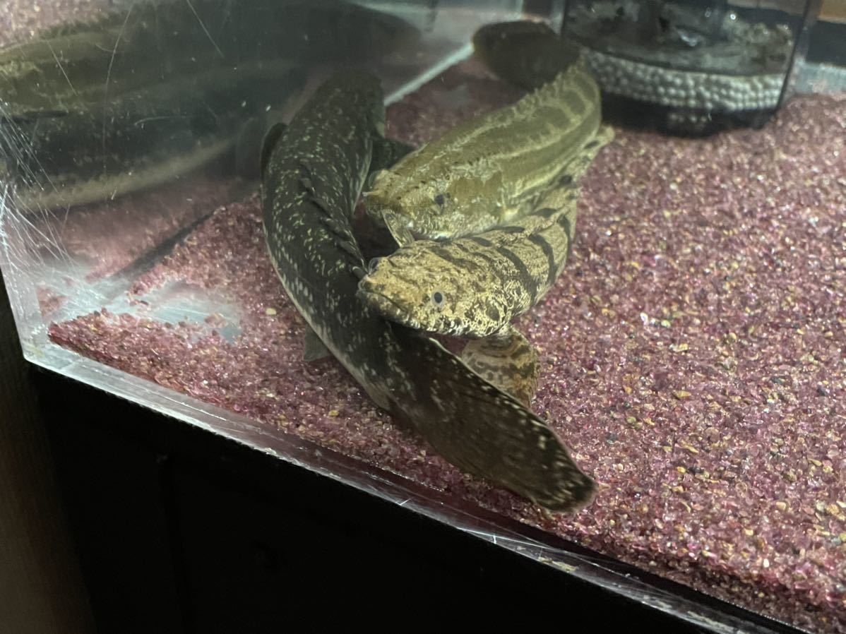 ポリプテルス　デルヘッジ、エンドリケリー、不明各種_4