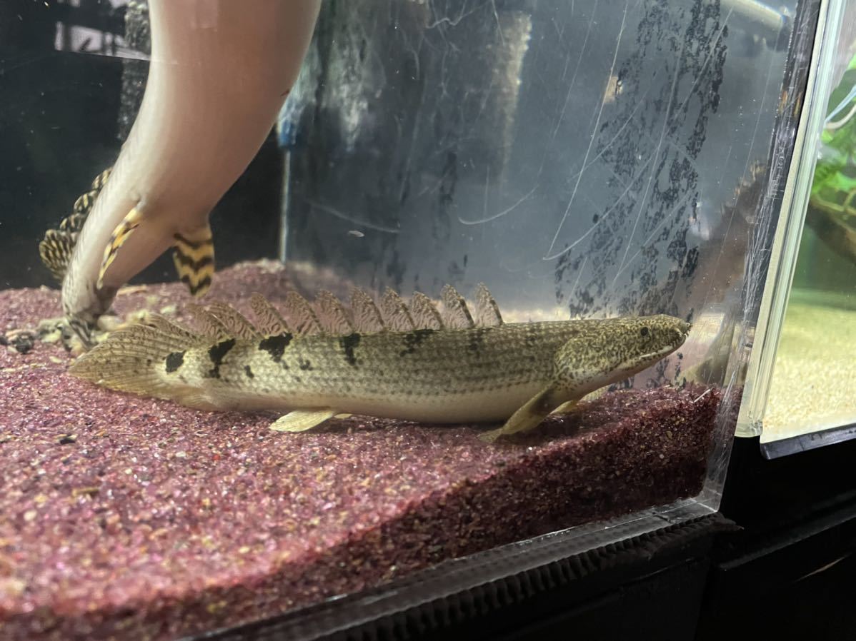 ポリプテルス　デルヘッジ、エンドリケリー、不明各種_6