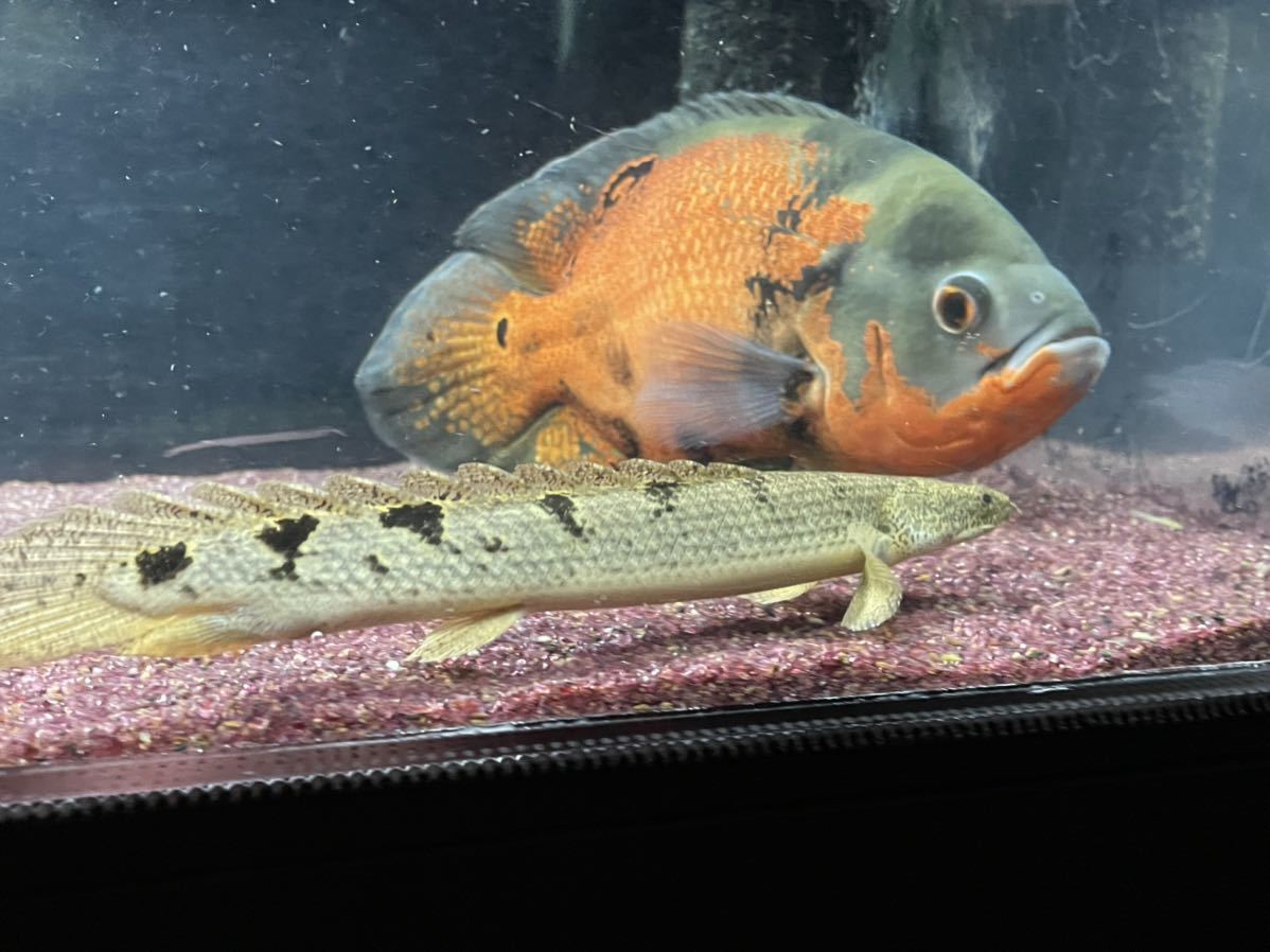 ポリプテルス　デルヘッジ、エンドリケリー、不明各種_7