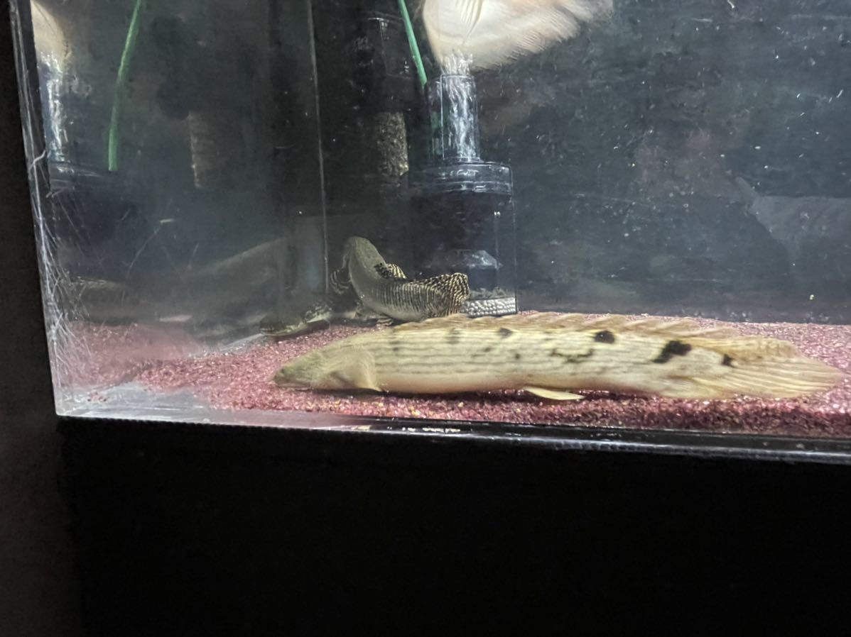 ポリプテルス　デルヘッジ、エンドリケリー、不明各種_8