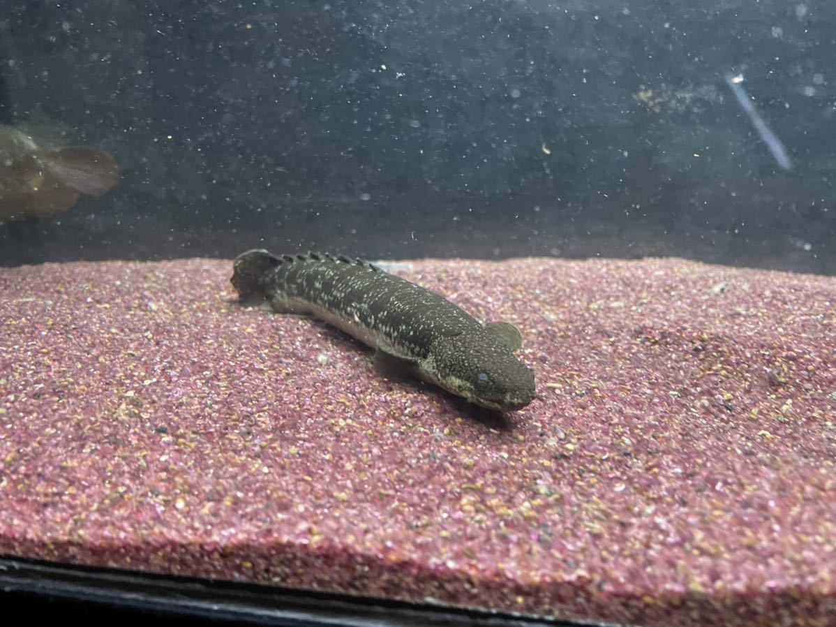 ポリプテルス　デルヘッジ、エンドリケリー、不明各種_9