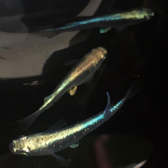 増量 体外光max親 カブキメダカ カブキ メダカ 有精卵25 5 補償 計30個 めだか ブルー ブロンズ 鉄仮面 フルボディ みゆき 幹之 めだか 売買されたオークション情報 Yahooの商品情報をアーカイブ公開 オークファン Aucfan Com