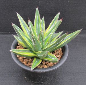 アガベ 笹の雪 黄覆輪のヤフオク の相場 価格を見る ヤフオク のアガベ 笹の雪 黄覆輪のオークション売買情報は13件が掲載されています