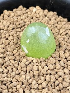 ブルゲリのヤフオク の相場 価格を見る ヤフオク のブルゲリのオークション売買情報は78件が掲載されています