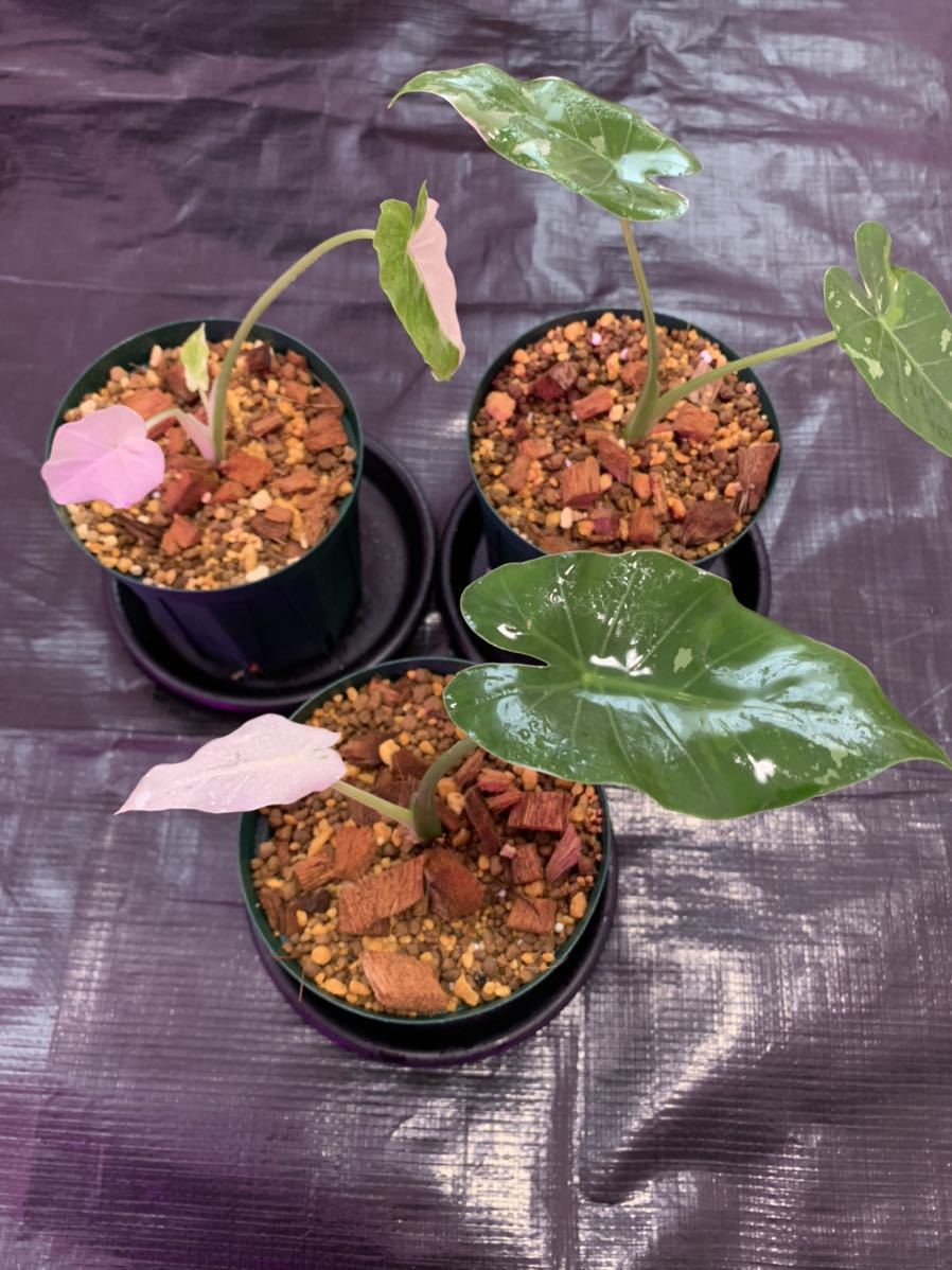 F.C.Real Bristol ×GOD SELECTION ハーフパンツ 斑入り クワズイモ