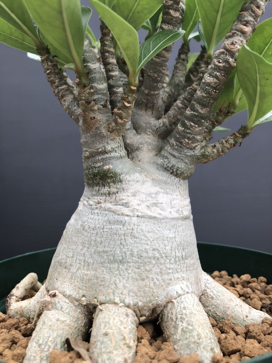 塊根植物 Adenium アデニウム　アラビカム