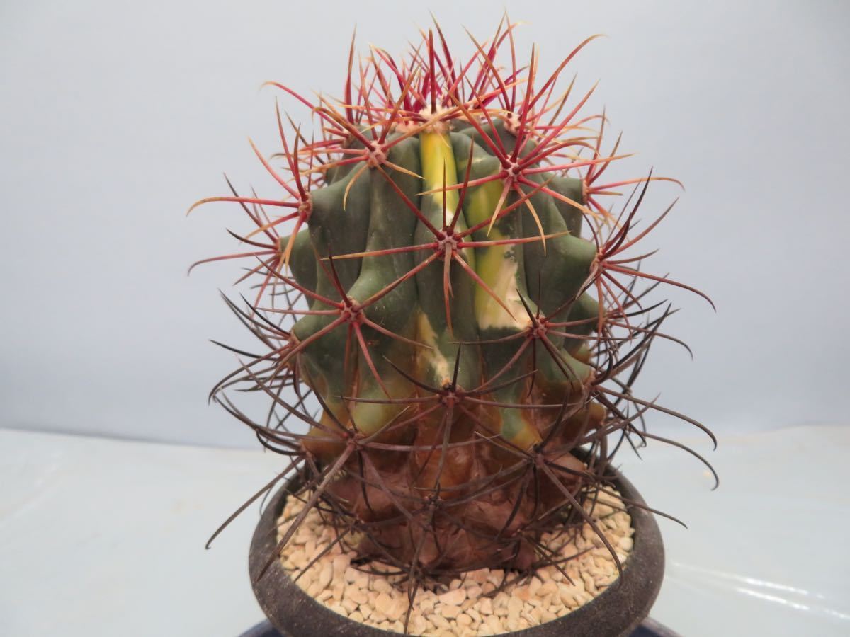 116 フェロカクタス 神仙玉錦 サボテン 多肉植物