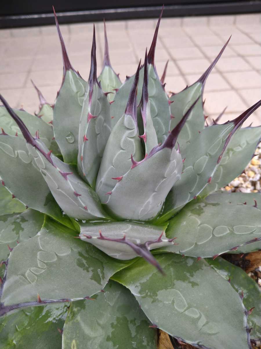 塊根植物 オトンナヘレー othonna herrei 蛮鬼塔 塊根コーデックス 7年