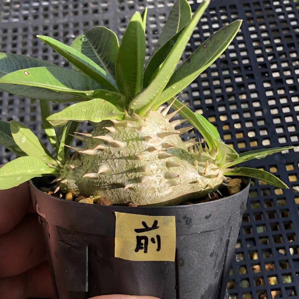 パキポディウム エブレネウム B 国内実生 Pachypodium eburneum 検索