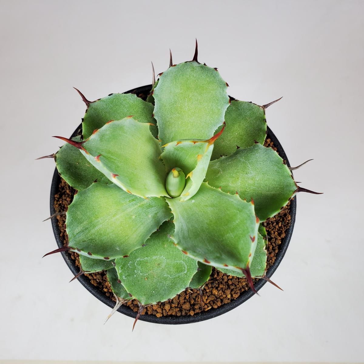 最安値，限定セール アガベ 'ブリーチトブロンド' オーレア品種 9cm鉢 cactusosada(アガベ)｜売買されたオークション情報、yahooの商品情報をアーカイブ公開 - オークファン アガベ