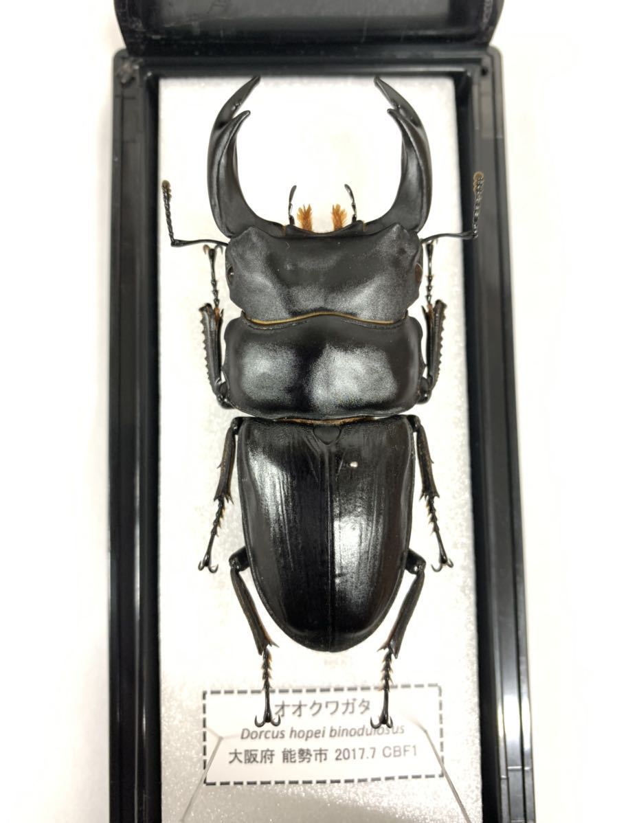 展足済】オオクワガタ 78㎜【標本】 ペット、生き物 虫類 【公式通販】