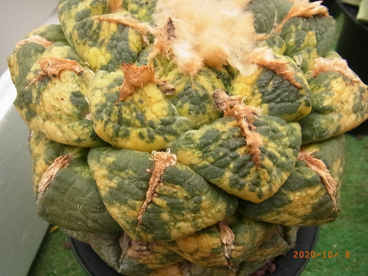 亀甲牡丹 多肉植物 サボテン ゴジラ 実生 キズあり △▽ Pachypodium 