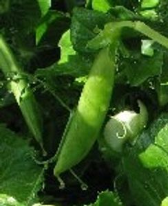 スナップエンドウのヤフオク の相場 価格を見る ヤフオク のスナップエンドウのオークション売買情報は8件が掲載されています