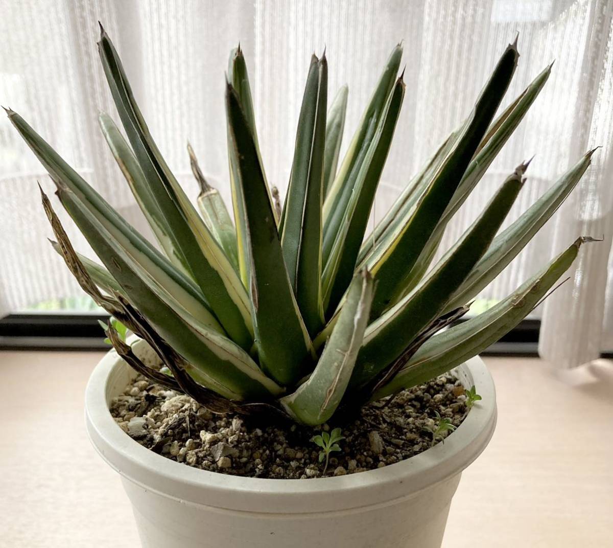 アガベ ロッキー白山 - 多肉植物：アガベ 大株 笹の雪 Yahoo
