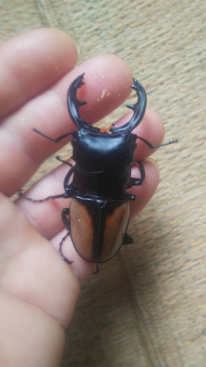 国産オオクワガタ 能勢YG ペア ♂85.3mm（頭幅30.1mm） ♀55.0mm