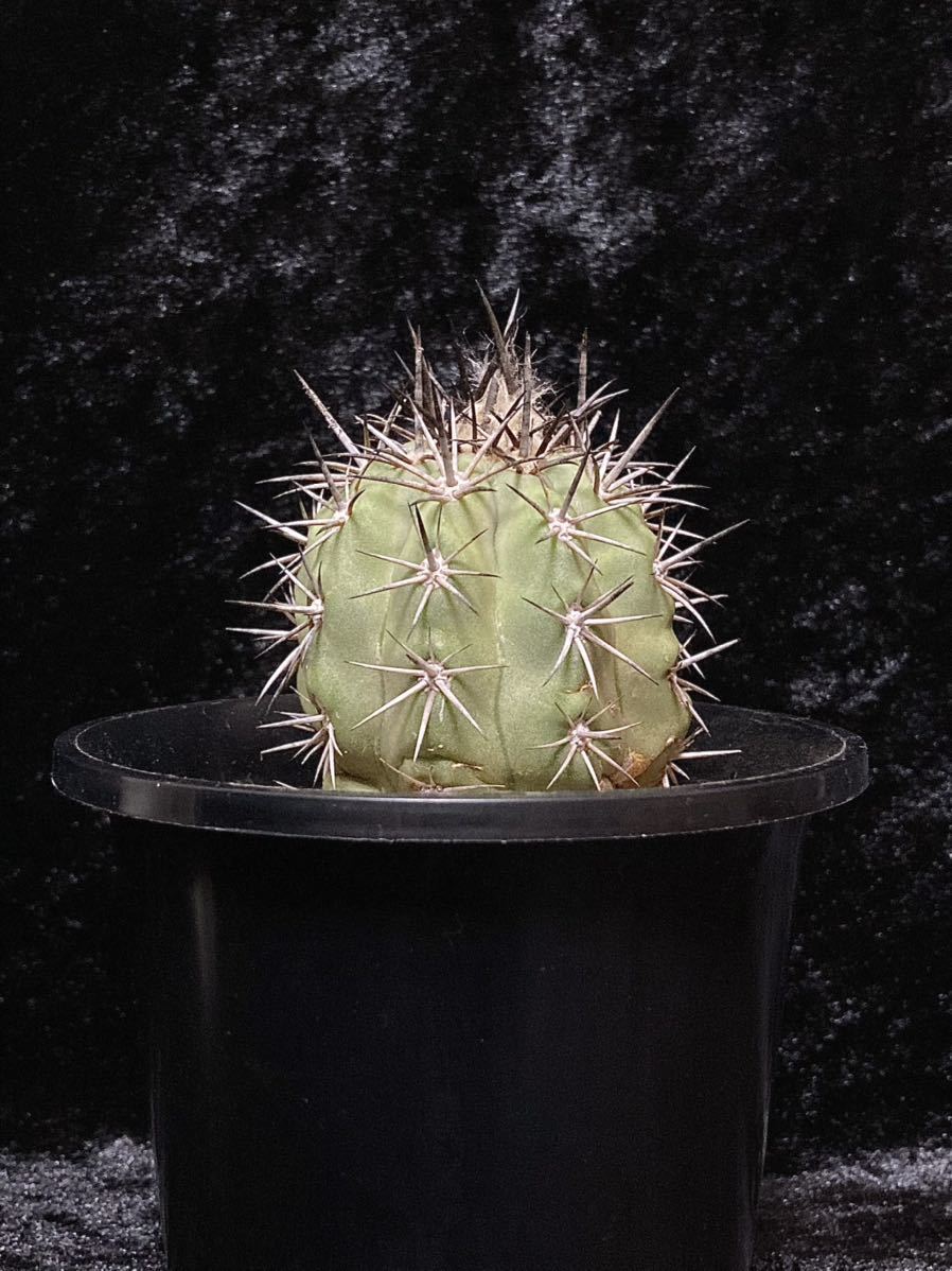 希少種 コピアポア 豪槍丸 マレッティアーナ Copiapoa malletiana 実生
