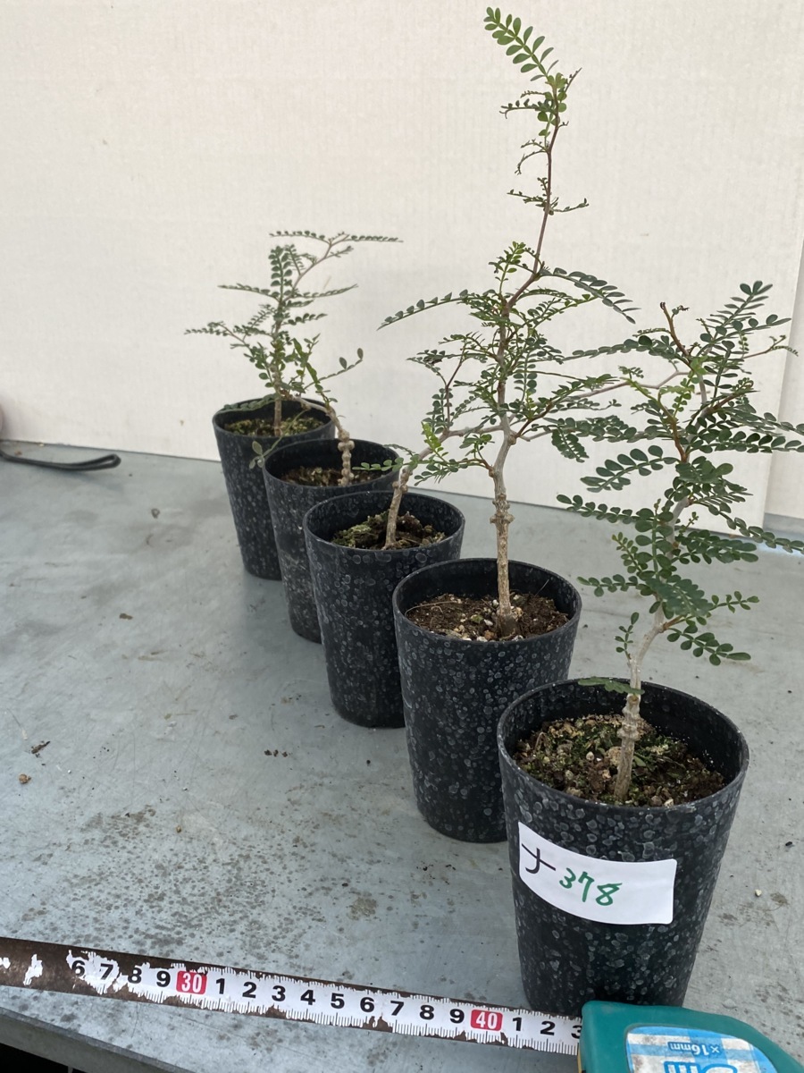 メ363 【塊根植物・実生】オペルクリカリア パキプス【2年株・種から