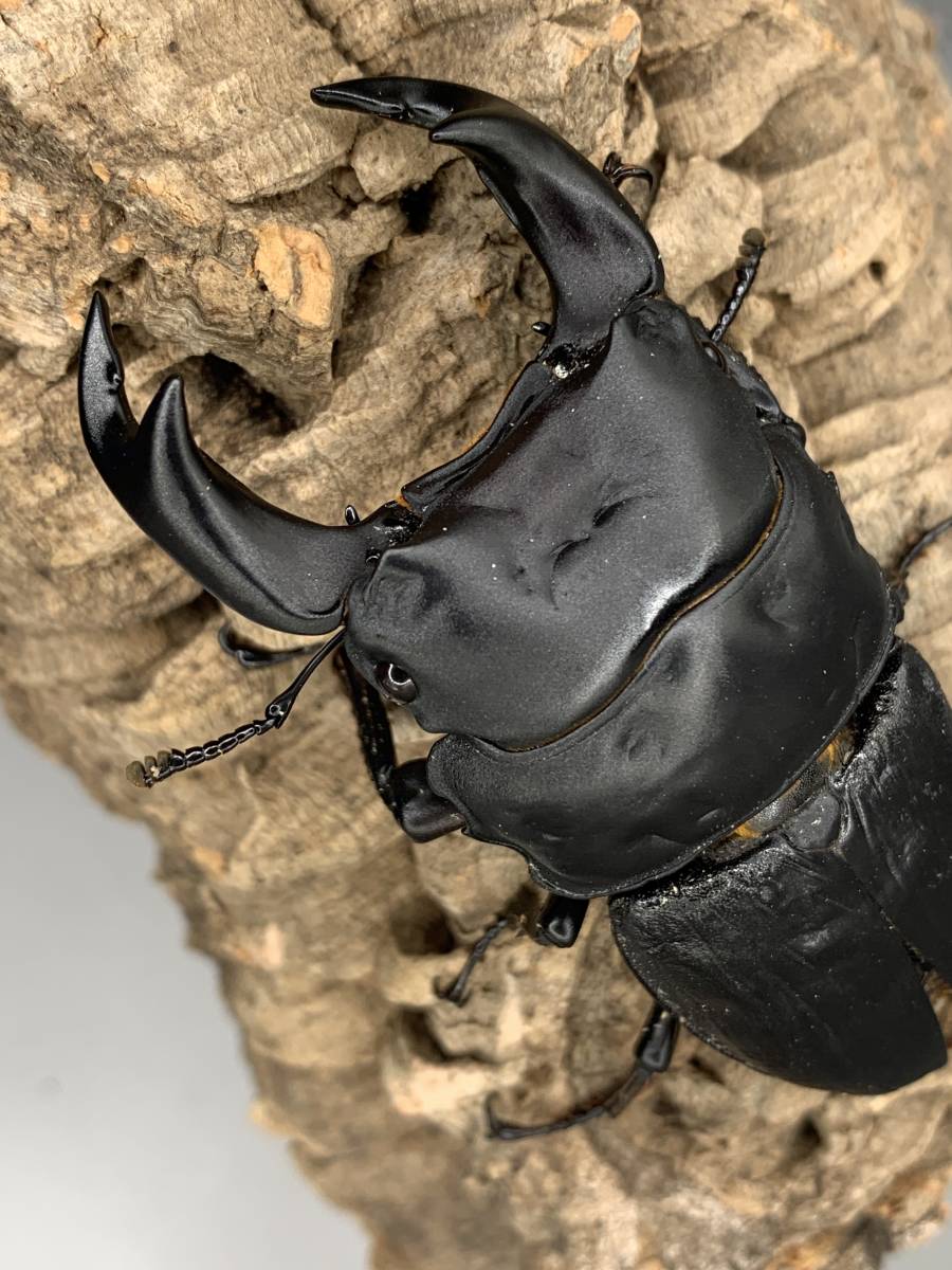 極太血統 アンバランス血統ピューマ オオクワガタ新成虫 ペア 国産 売買されたオークション情報 Yahooの商品情報をアーカイブ公開 オークファン Aucfan Com