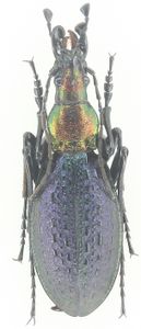 昆虫 標本のヤフオク の相場 価格を見る ヤフオク の昆虫 標本のオークション売買情報は344件が掲載されています