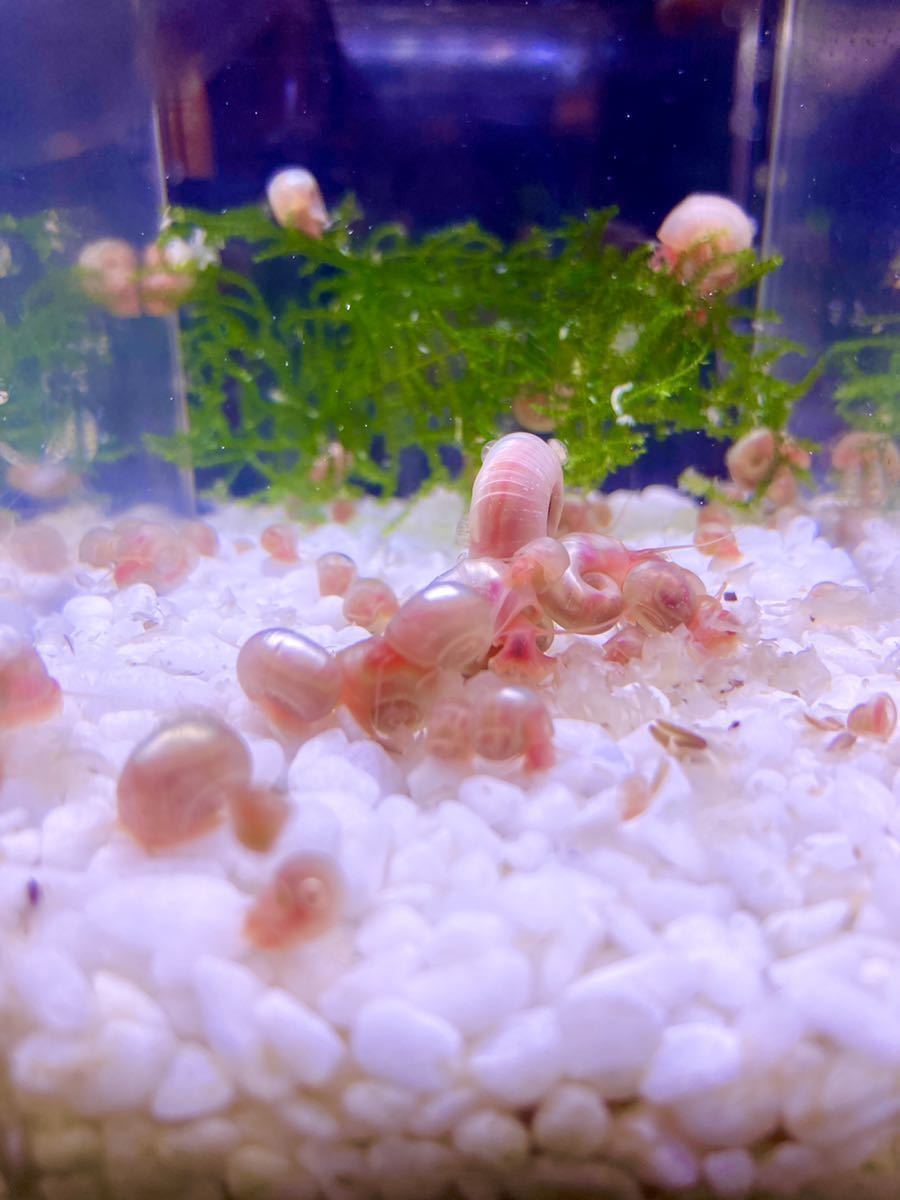 櫻華 ピンクラムズホーン　30匹 ＋ 数匹_1