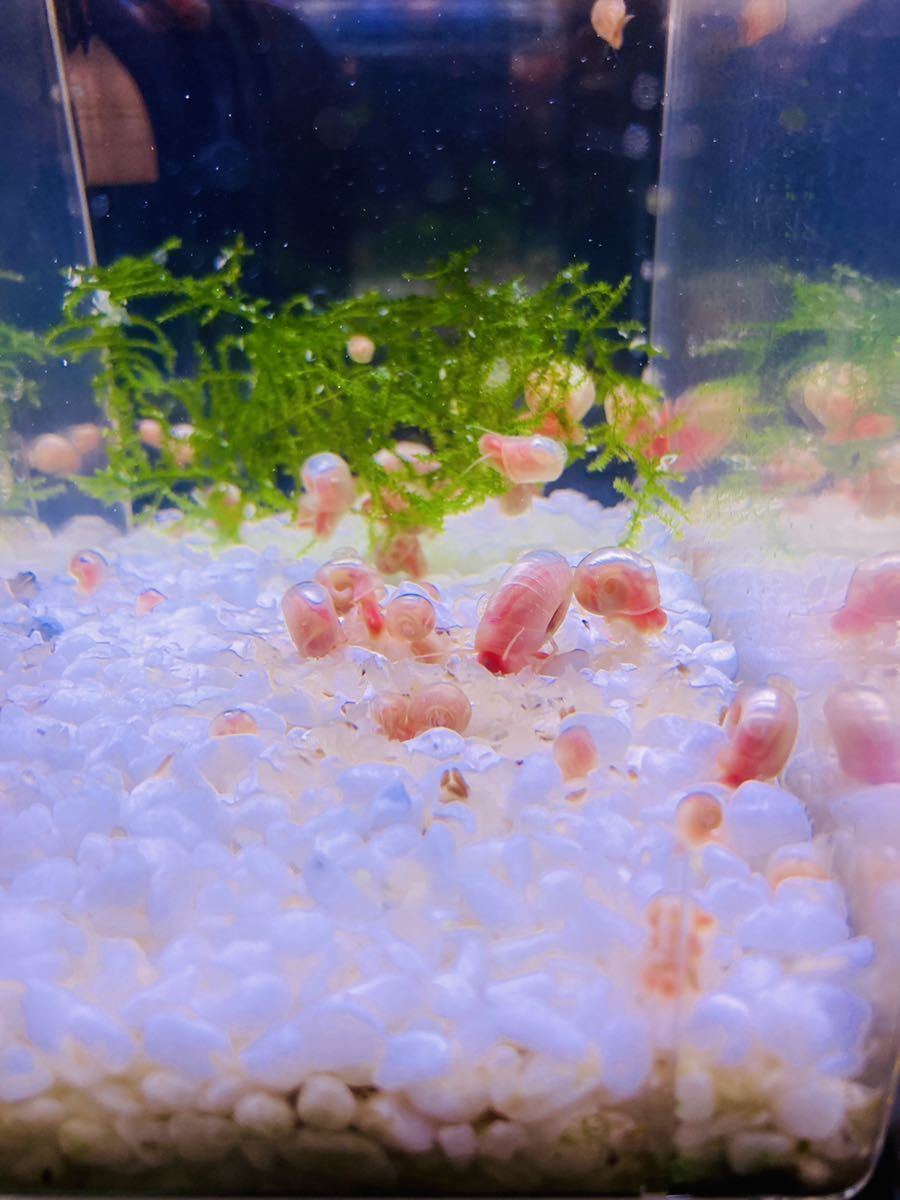 櫻華 ピンクラムズホーン　30匹 ＋ 数匹_2