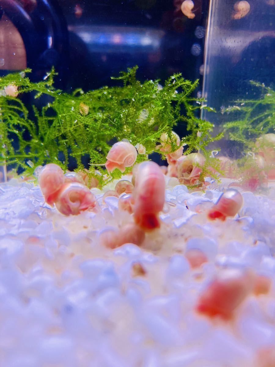 櫻華 ピンクラムズホーン　30匹 ＋ 数匹_3