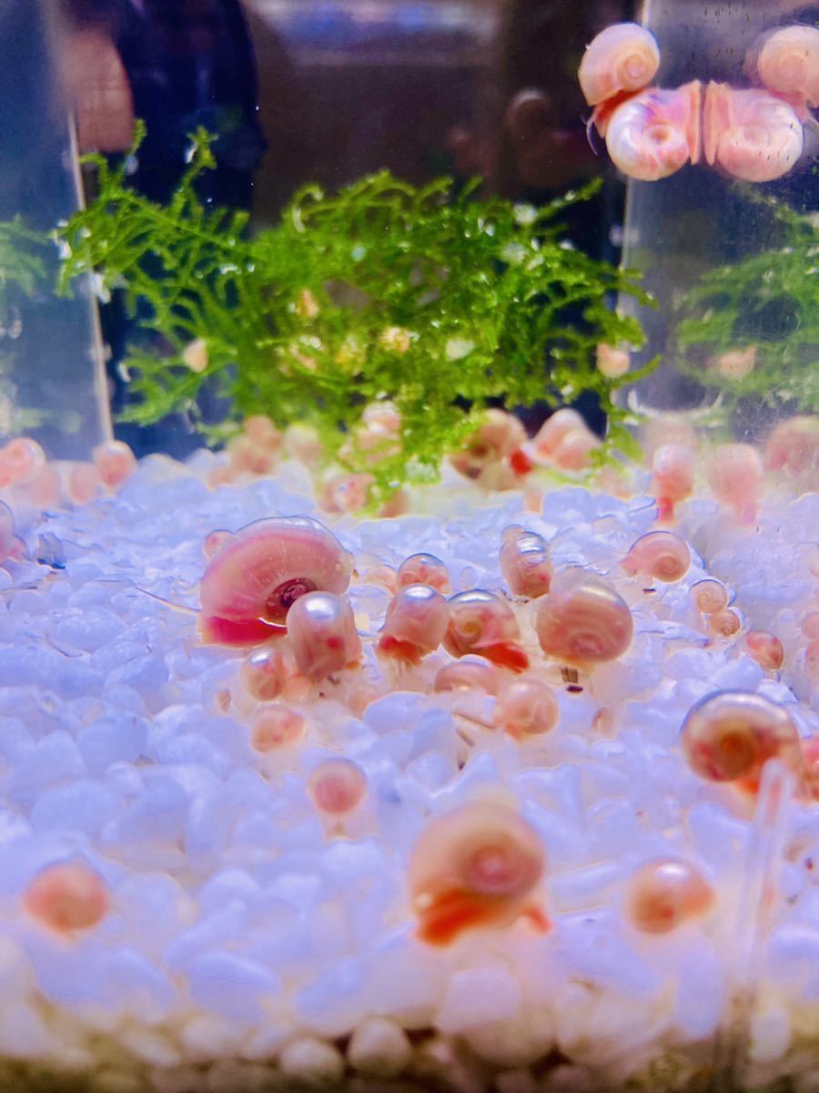 櫻華 ピンクラムズホーン　30匹 ＋ 数匹_4