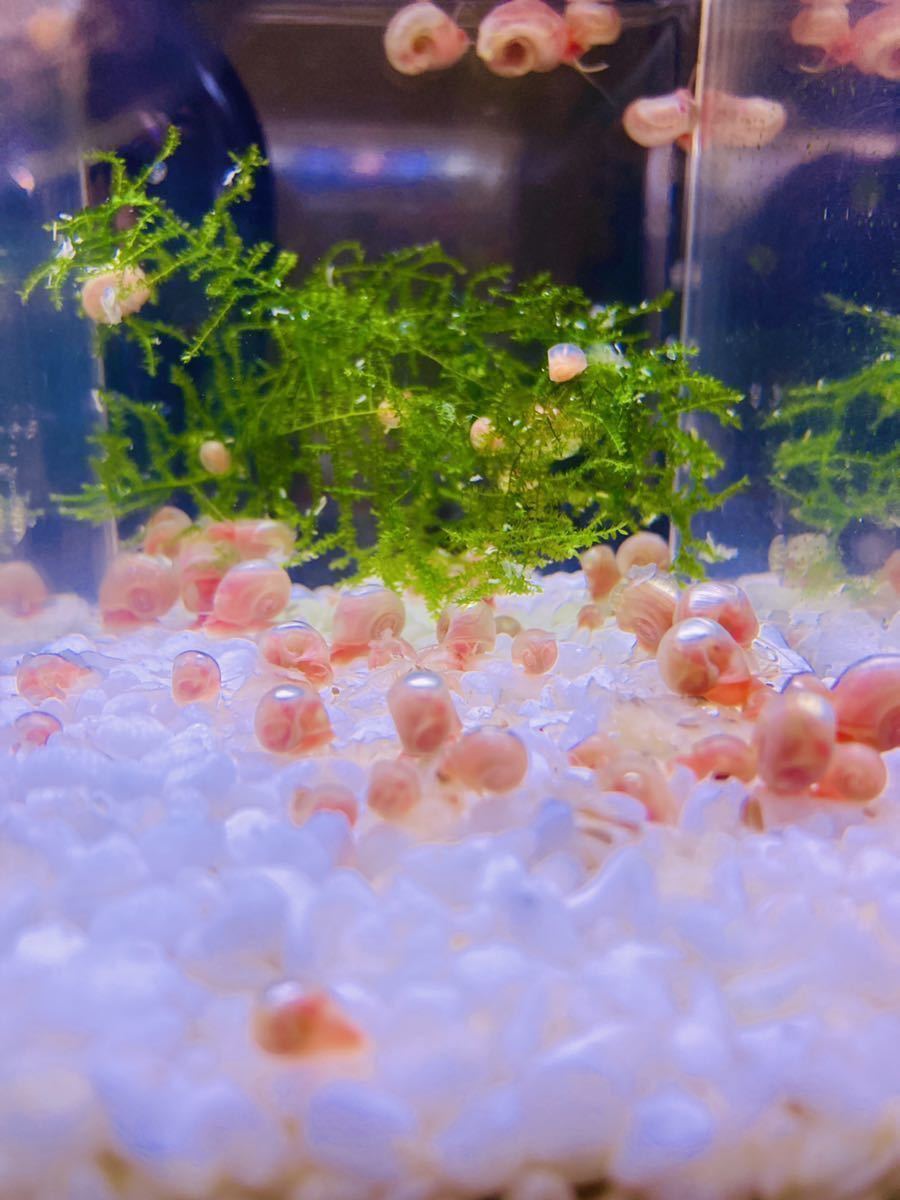 櫻華 ピンクラムズホーン　30匹 ＋ 数匹_5
