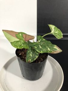 シンゴニウムのヤフオク の相場 価格を見る ヤフオク のシンゴニウムのオークション売買情報は241件が掲載されています