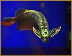 ベタ金のヤフオク の相場 価格を見る ヤフオク のベタ金のオークション売買情報は162件が掲載されています