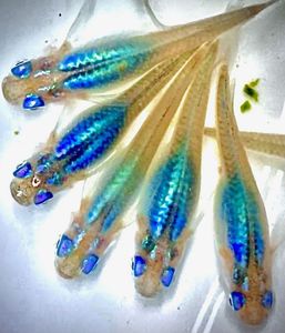 マリンブルー メダカのヤフオク の相場 価格を見る ヤフオク のマリンブルー メダカのオークション売買情報は128件が掲載されています