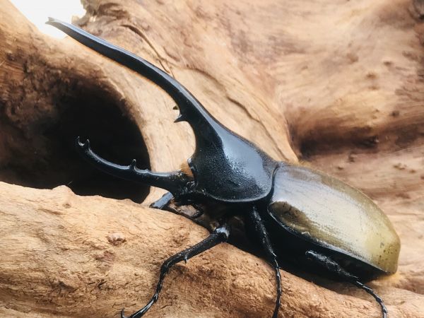 ラミレスゾウカブト 1令〜初2令幼虫 5頭 108×80 WF4 ノブユキ(コバヤシ 