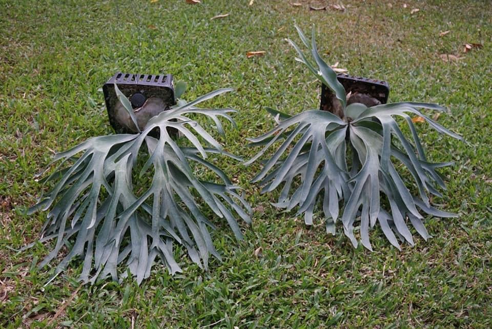 観葉植物 ビカクシダ ペガサス（P.pegasus）