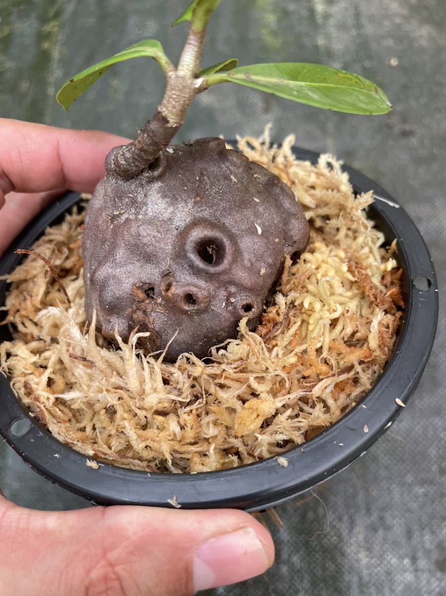 クラファン記念出品！おまけ種子付き Hydnophytum sp. Southern Nabire Highlands アリ植物