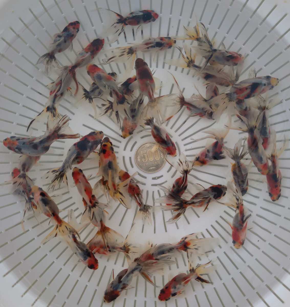 ☆金魚　2021年産　キャリコ琉金　20匹＋α　金魚すくい☆