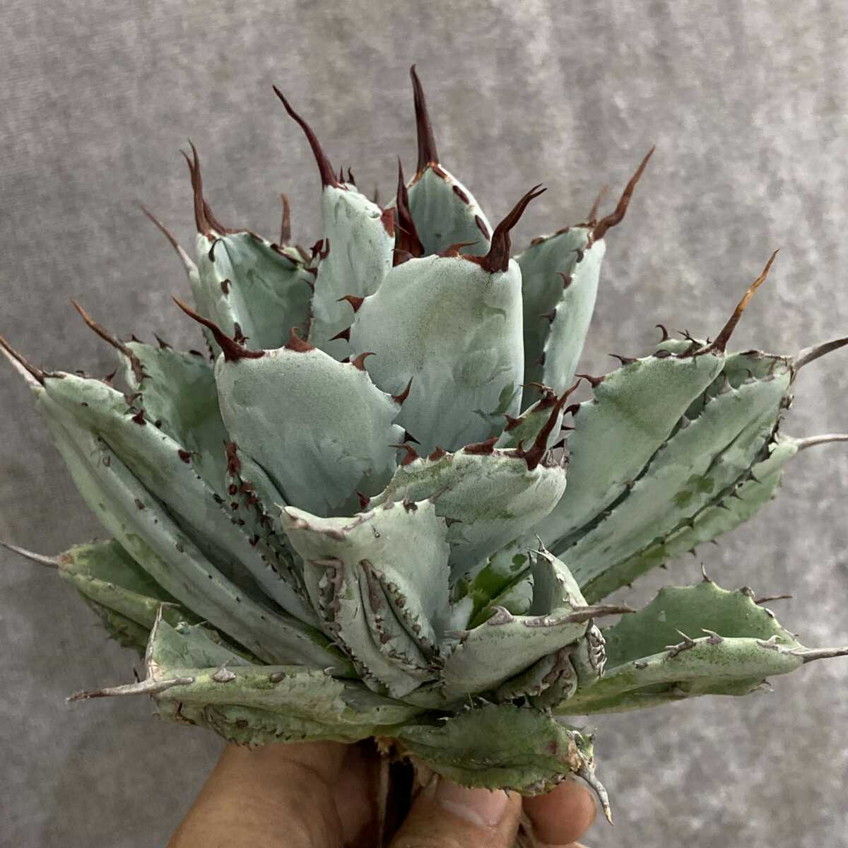 アガベ キュービック 多肉植物 植物の 4号／1個売り｜ ポタトラム 