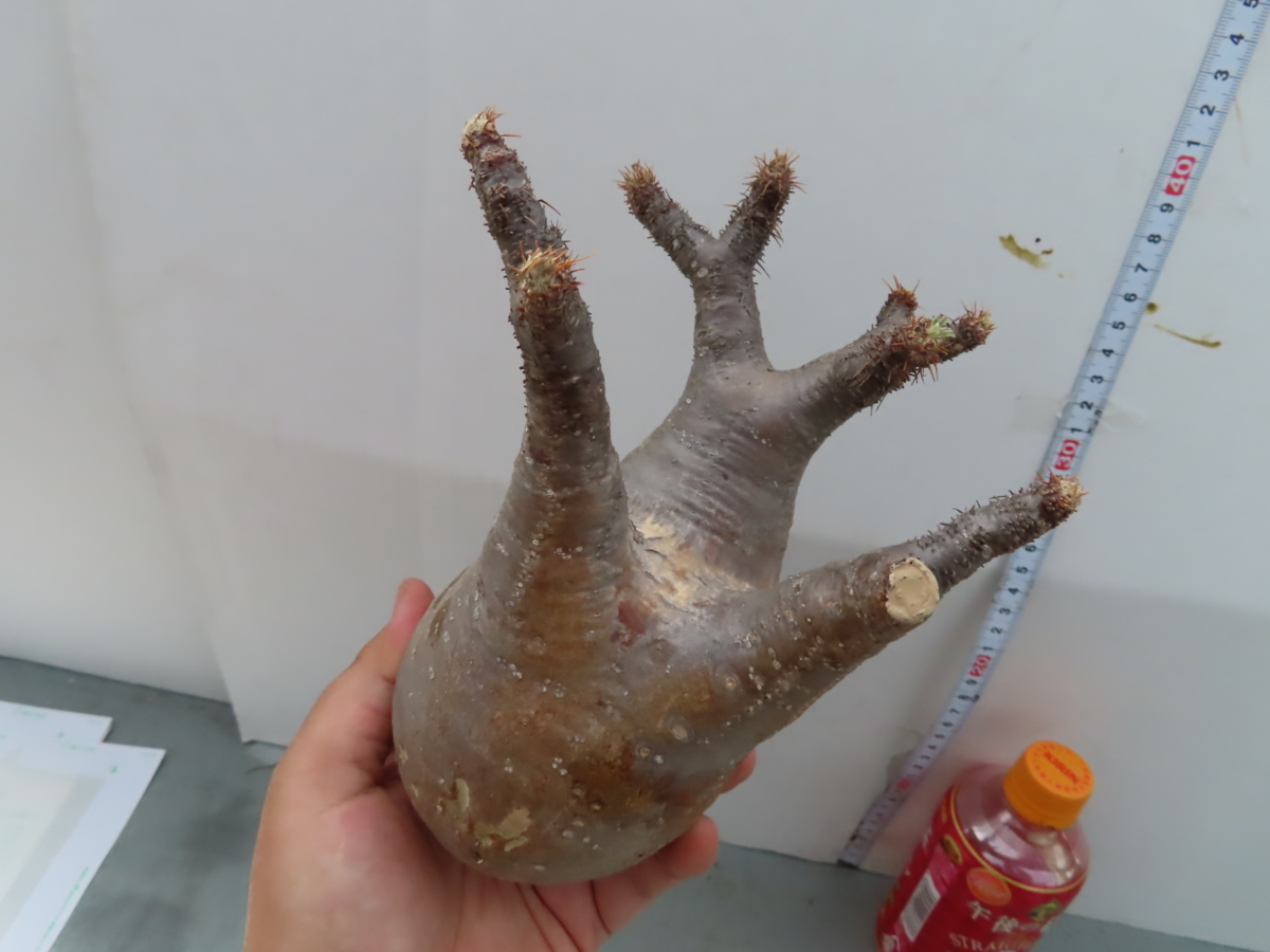 塊根植物一点物パキポディウム・グラキリス 幹幅約6cm×高さ 